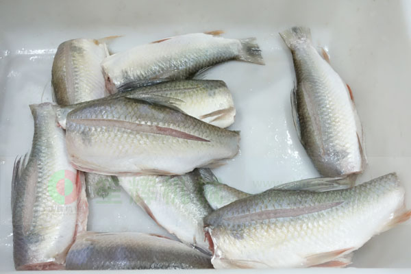 切魚頭魚尾機(jī)