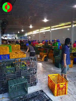 工程團隊實地現場考察,為客戶提供整套芒果加工生產線方案!